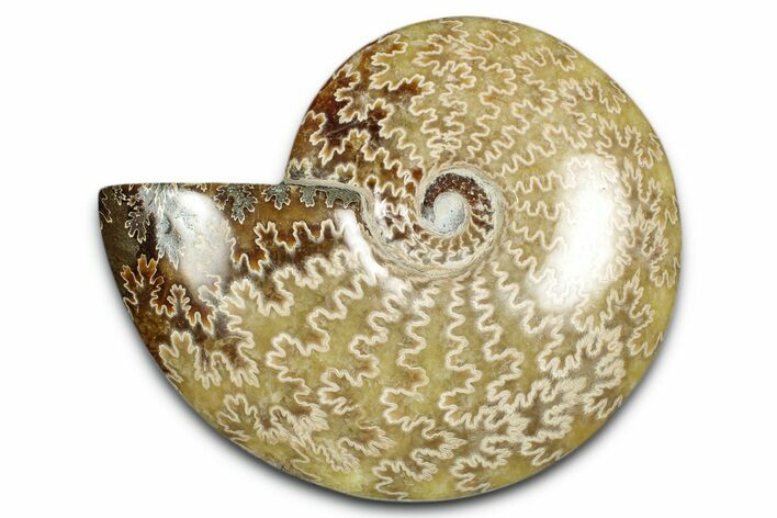 Polished Ammonite (Cleoniceras) Fossil - Madagascar #339255